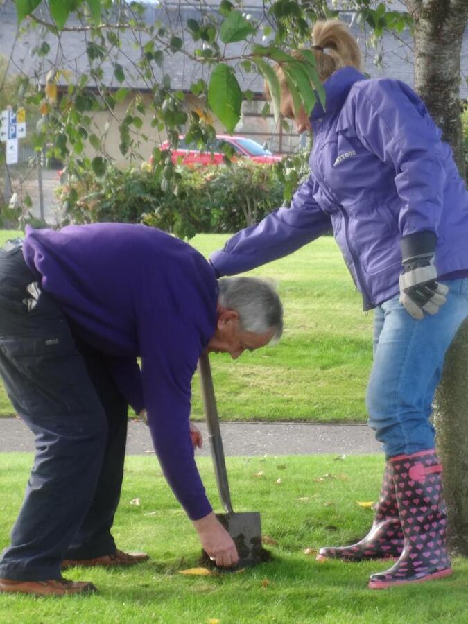 Crocus Planting